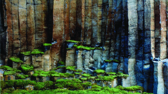 NILS-UDO - Colonnes de basalte (mousse) – 2000 Ilfochrome - 124 x 124 cm – Collection Frac Auvergne